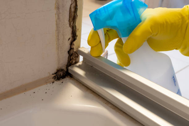 Best Mold Damage Repair  in Emporium, PA