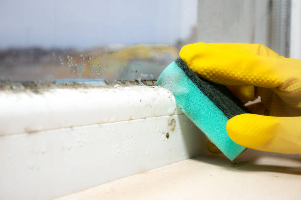 Best Mold Damage Repair  in Emporium, PA